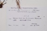 吉永鐵角蕨、斜葉鐵角蕨藏品圖，第2張