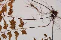 吉永鐵角蕨、斜葉鐵角蕨藏品圖，第3張