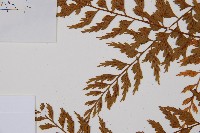 吉永鐵角蕨、斜葉鐵角蕨藏品圖，第4張
