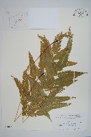 傅氏鳳尾蕨藏品圖，第1張