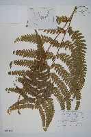 登錄號:P011074藏品圖，第1張