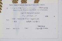 登錄號:P011074藏品圖，第2張