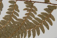 登錄號:P011074藏品圖，第3張