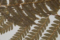 登錄號:P011074藏品圖，第4張