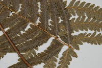 登錄號:P011074藏品圖，第5張