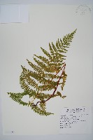 登錄號:P011075藏品圖，第1張