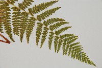 登錄號:P011075藏品圖，第3張