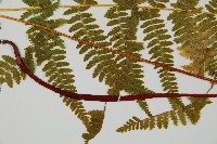 登錄號:P011075藏品圖，第4張