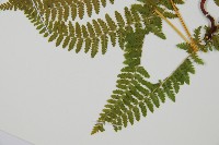 登錄號:P011075藏品圖，第5張