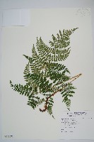 登錄號:P011076藏品圖，第1張