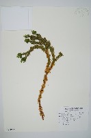 登錄號:P011077藏品圖，第1張