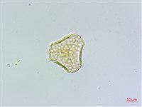 登錄號:P011077藏品圖，第2張