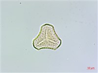 登錄號:P011077藏品圖，第3張