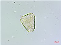 登錄號:P011077藏品圖，第4張