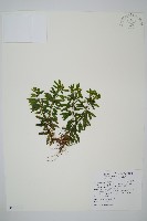 長柄千層塔藏品圖，第1張