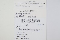 爪哇蕗蕨藏品圖，第2張