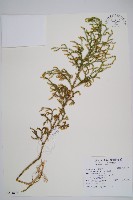 過山龍藏品圖，第1張