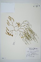 木賊葉石松藏品圖，第1張