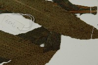 翅柄三叉蕨藏品圖，第2張