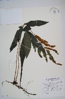 尾葉實蕨藏品圖，第1張