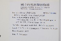 尾葉實蕨藏品圖，第2張