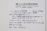 羅蔓藤蕨藏品圖，第2張