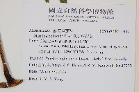 觀音座蓮舅藏品圖，第2張