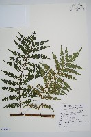 蘭嶼筆筒樹、蘭嶼桫欏藏品圖，第1張
