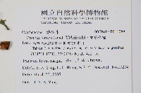 蘭嶼筆筒樹、蘭嶼桫欏藏品圖，第2張