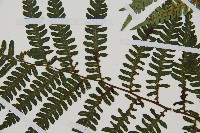 蘭嶼筆筒樹、蘭嶼桫欏藏品圖，第5張
