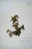 圓唇假脈蕨藏品圖，第1張