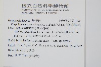 圓唇假脈蕨藏品圖，第2張