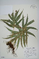 掌葉茀蕨藏品圖，第1張