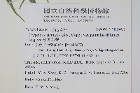 掌葉茀蕨藏品圖，第2張