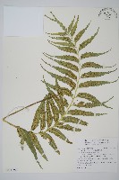 蘭嶼鐵角蕨藏品圖，第1張