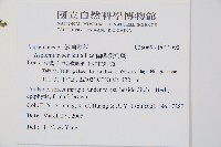 蘭嶼鐵角蕨藏品圖，第2張