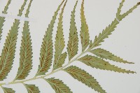 蘭嶼鐵角蕨藏品圖，第3張