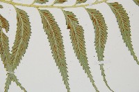 蘭嶼鐵角蕨藏品圖，第4張