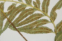 蘭嶼鐵角蕨藏品圖，第5張