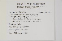 姬鐵角蕨藏品圖，第5張