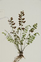 姬鐵角蕨藏品圖，第6張