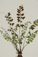 姬鐵角蕨藏品圖，第7張