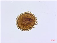 姬鐵角蕨藏品圖，第3張