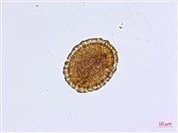 姬鐵角蕨藏品圖，第4張