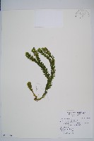 福氏石松藏品圖，第1張