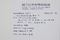 福氏石松藏品圖，第2張