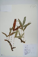 掌葉茀蕨藏品圖，第1張