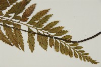 大蓬萊鐵角蕨藏品圖，第6張