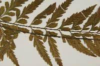 大蓬萊鐵角蕨藏品圖，第7張