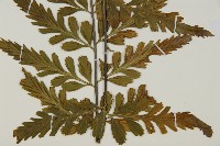 大蓬萊鐵角蕨藏品圖，第8張